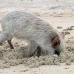 piglet_nusalavu_h_0705_0028.jpg